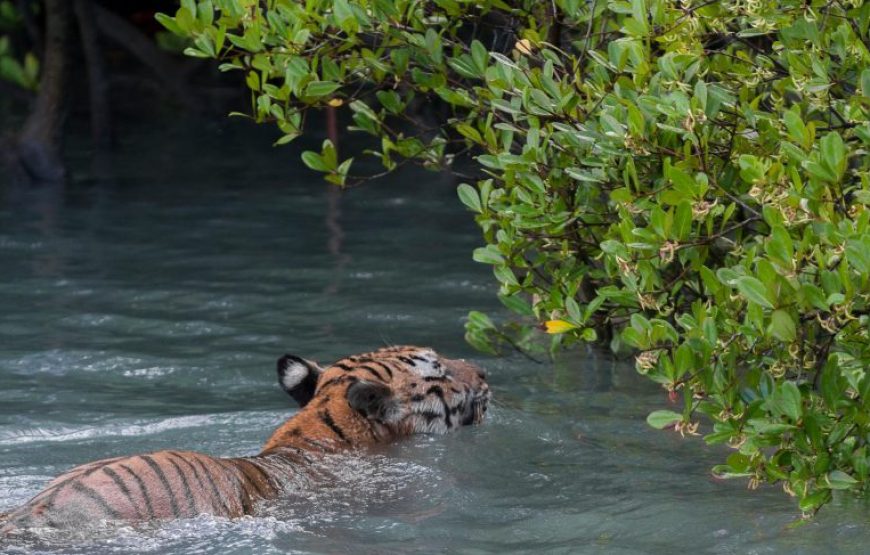 Sundarban Tourism