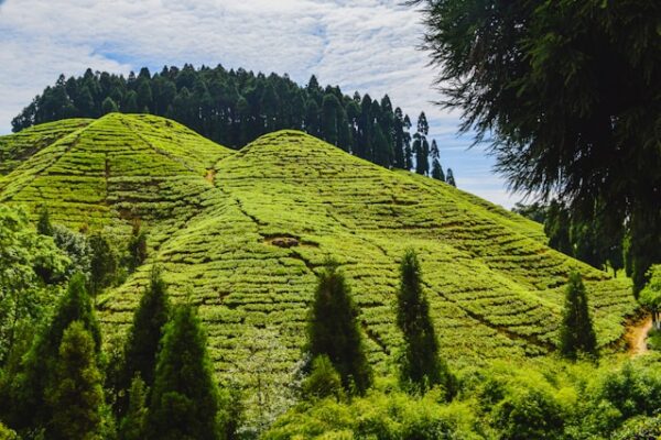 Darjeeling-Gangtok Tour