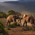 Dooars Tour Package